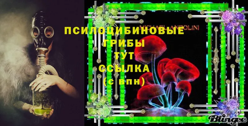 Галлюциногенные грибы Psilocybine cubensis  Алейск 
